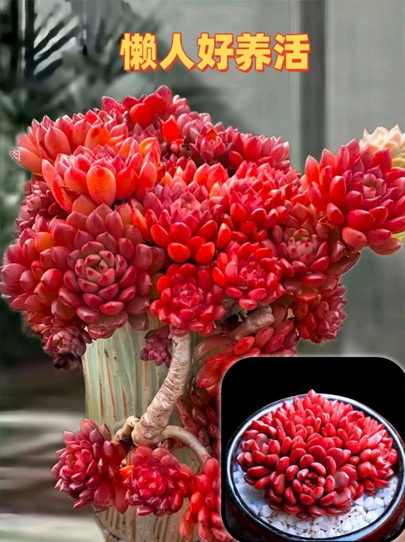 东方书剑的《多肉植物系列组诗五》