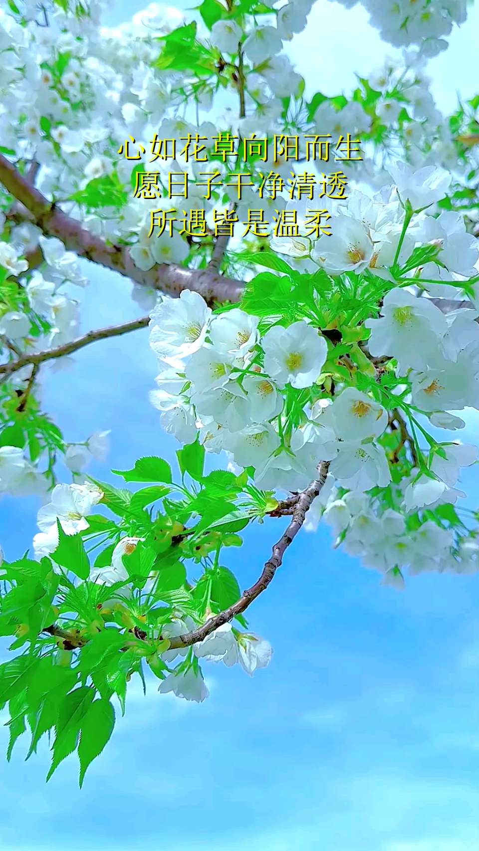 向下扎根，向阳而生～作者◑张紫敏～导师◑魏兴付（图15）