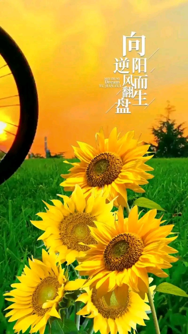 向下扎根，向阳而生～作者◑张紫敏～导师◑魏兴付（图10）