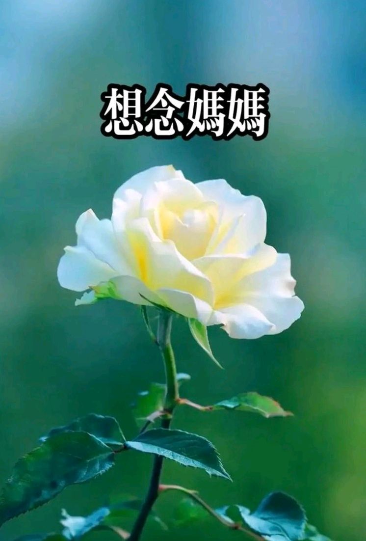 母亲节怀母（外一首）诗◑孙丙辉（图11）