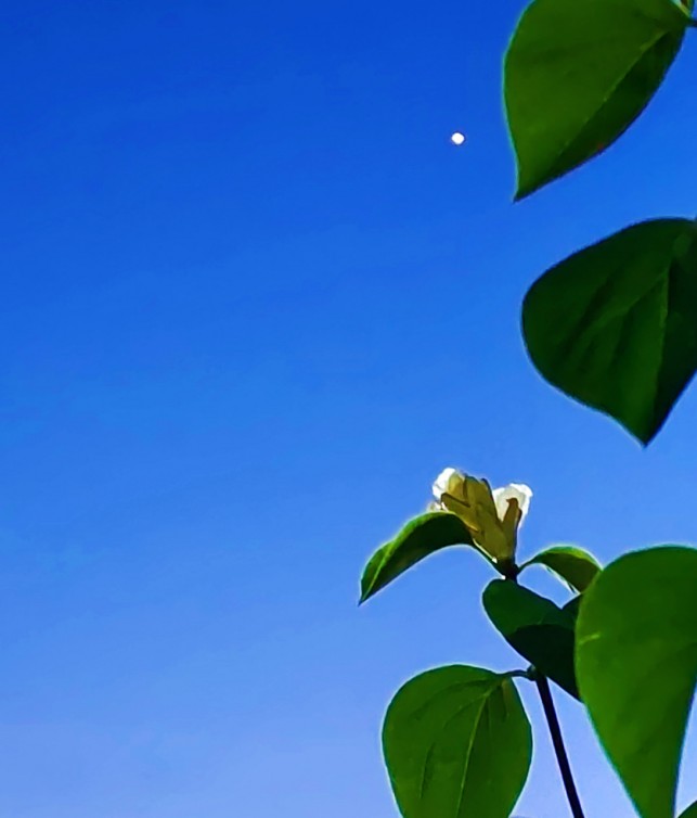 天上多了一颗母亲星～诗◑王同兆（图11）