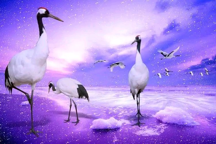 天上多了一颗母亲星～诗◑王同兆（图14）