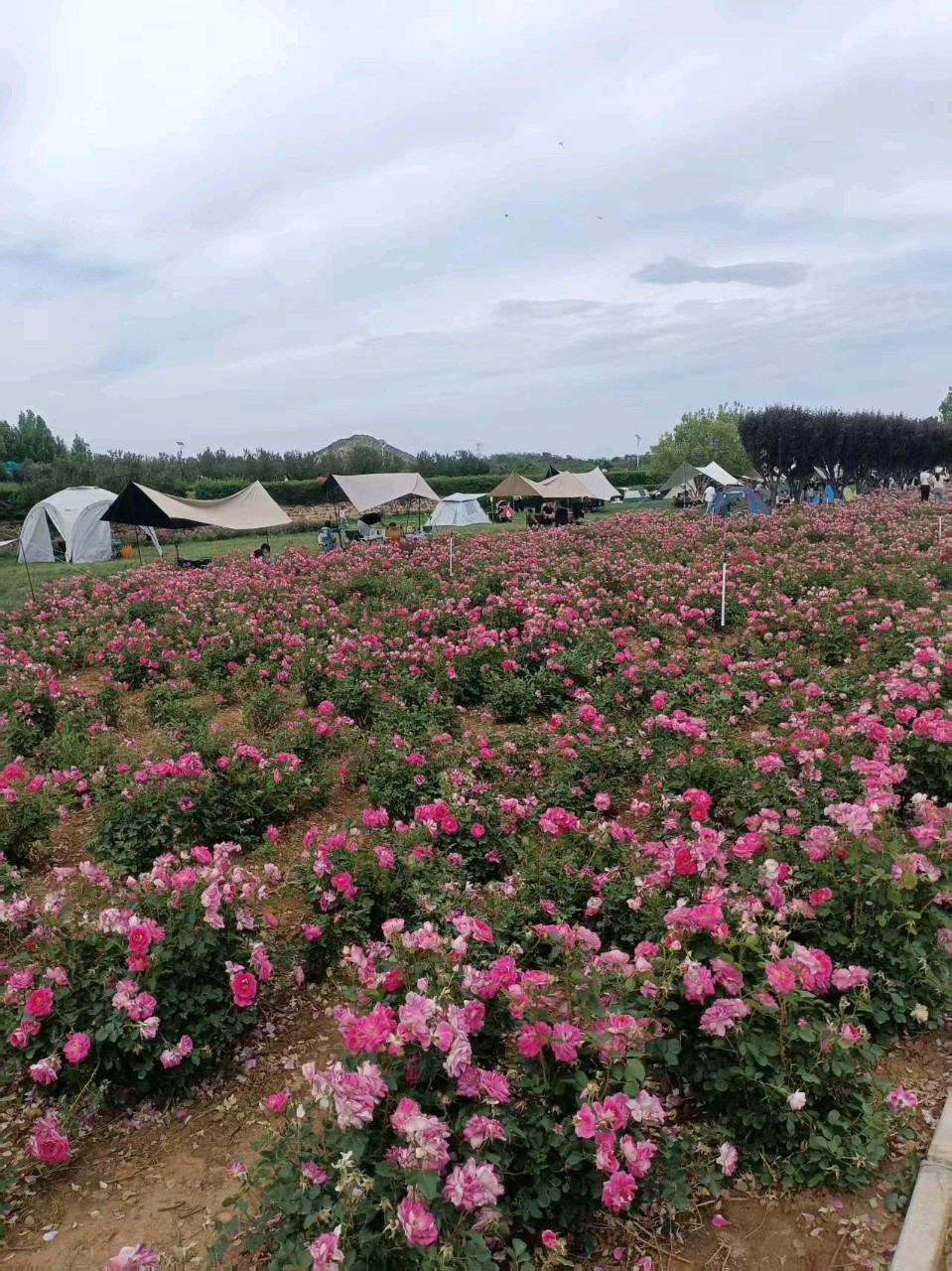 【都市头条向幸福出发编辑部】第13546期 初夏石市君乐宝花园
