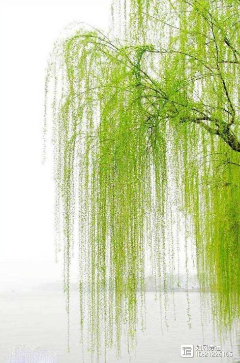绛都春•年年小满（吴文英体） 作者:王省南/浙江（图2）