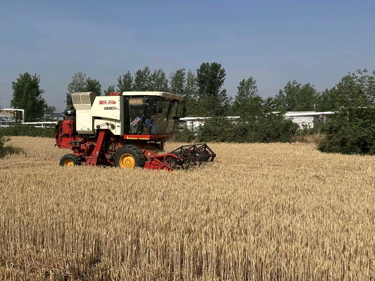 宝丰县张八桥镇:麦浪翻滚丰收忙 乡村振兴谱新章