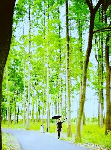 【新山东文学社】《七绝.一缕清风迎夏回(十二首)》作者/辉叔 主播/鲁怡秀凤(图4)