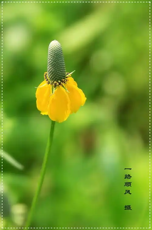 夏日风光（1）‖巴彦诗词楹联协会【952】（图5）