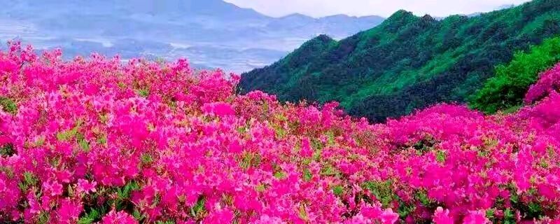 【荣耀中国】七律·塞外山樱花田忠义（图2）