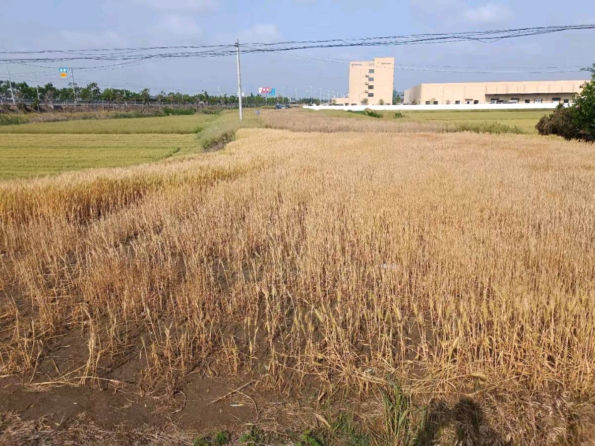 人间期许夏意深浓（外一首）