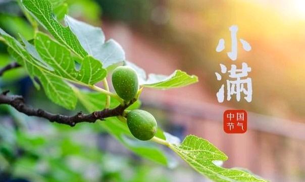 【散文】《小满:人生最好是小满》作者:强军/陕西宝鸡（图4）