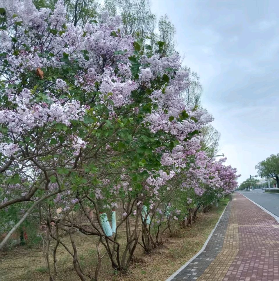 【经典推荐】张建国//丁香花开（图4）