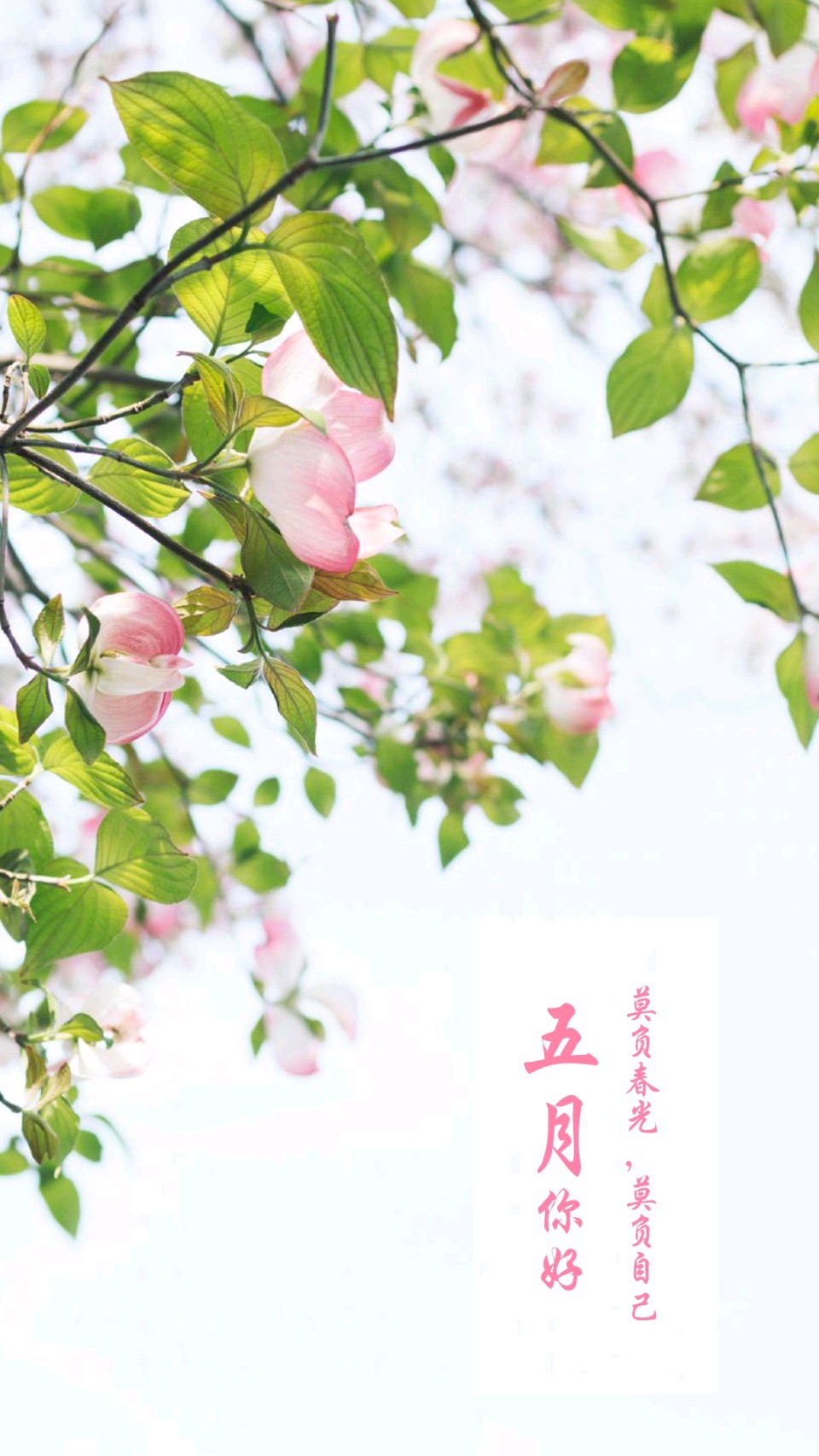 东方书剑的《七律・五月颂》