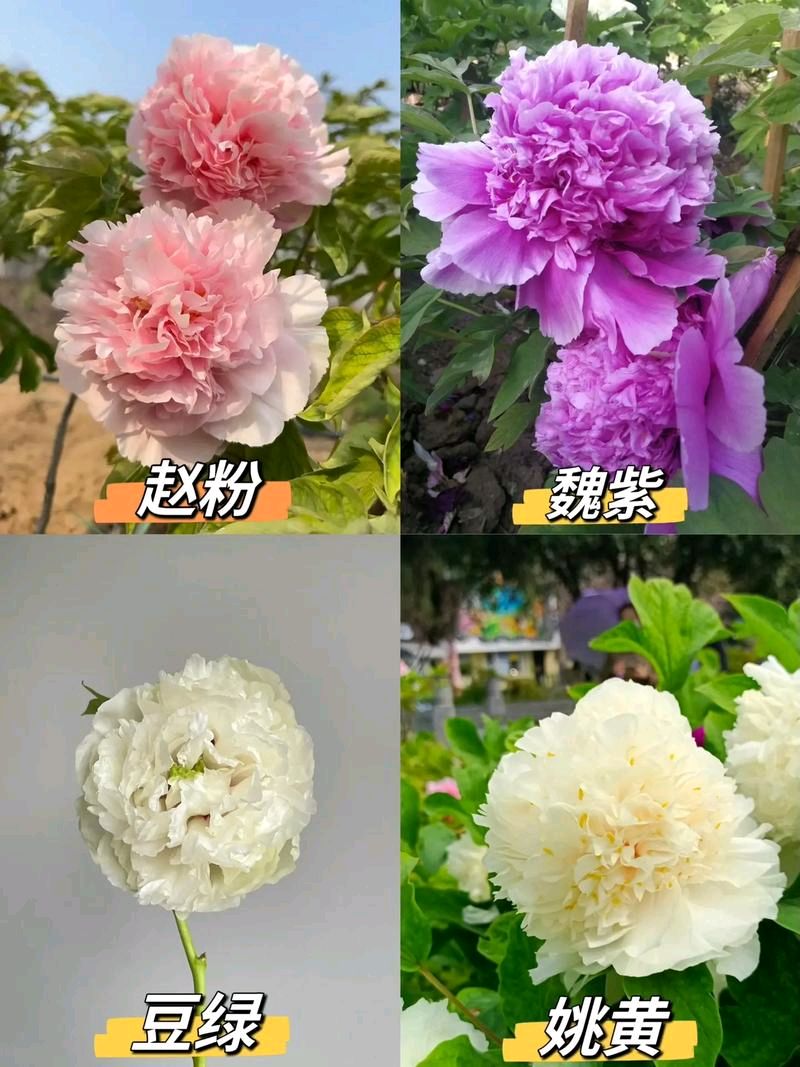 七律-油菜花（外一首）诗◑白小文（图15）