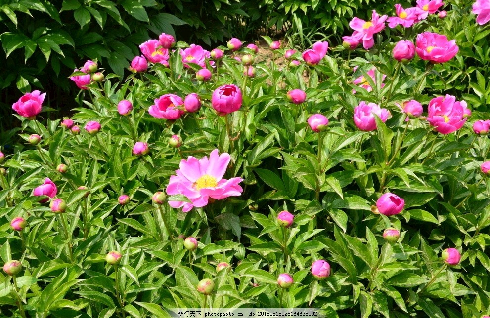 【荣耀中国】芍药花园文／志诚（图3）