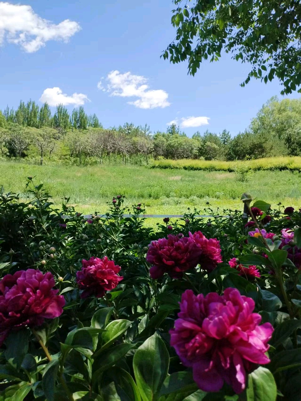 【墨香群英苑】芍药花（新韵）文/吴文静（图5）