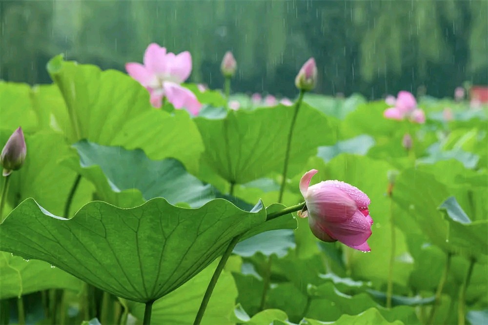 陈正的《浪淘沙令-赞恩师尹书一先生》