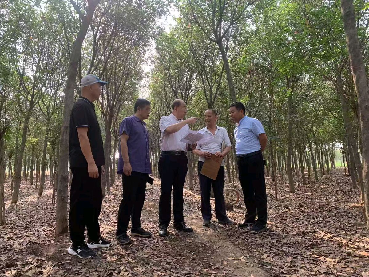 园林专家齐聚叶县苗木基地 共探发展新路径（图2）