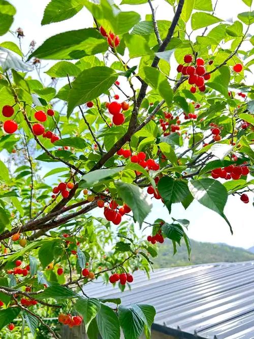 夏日风光（4）‖巴彦诗词楹联协会【970】（图6）