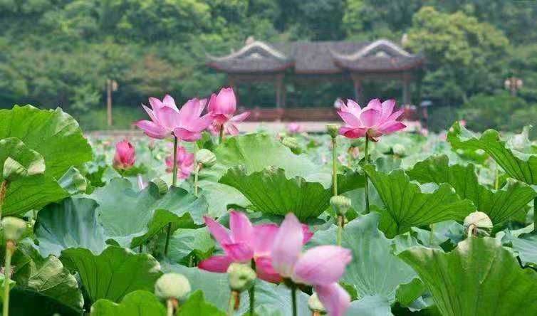 【荣耀中国】醉思仙·夏荷情殇（吕渭老格）钦定谱文/魏建华（新疆）（图2）