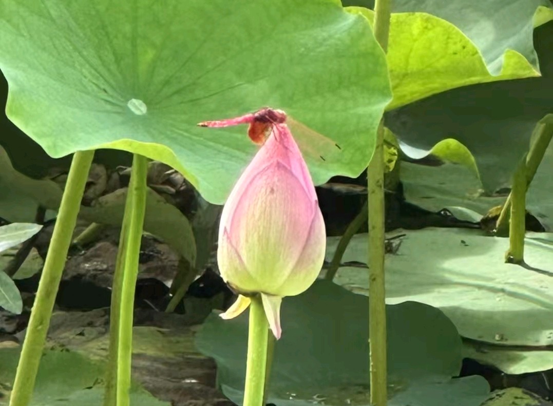 放飞希望
