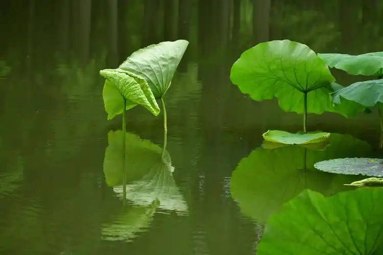 青玉案•又逢仲夏黄梅雨（贺铸体） 作者:王省南（浙江杭州）（图2）