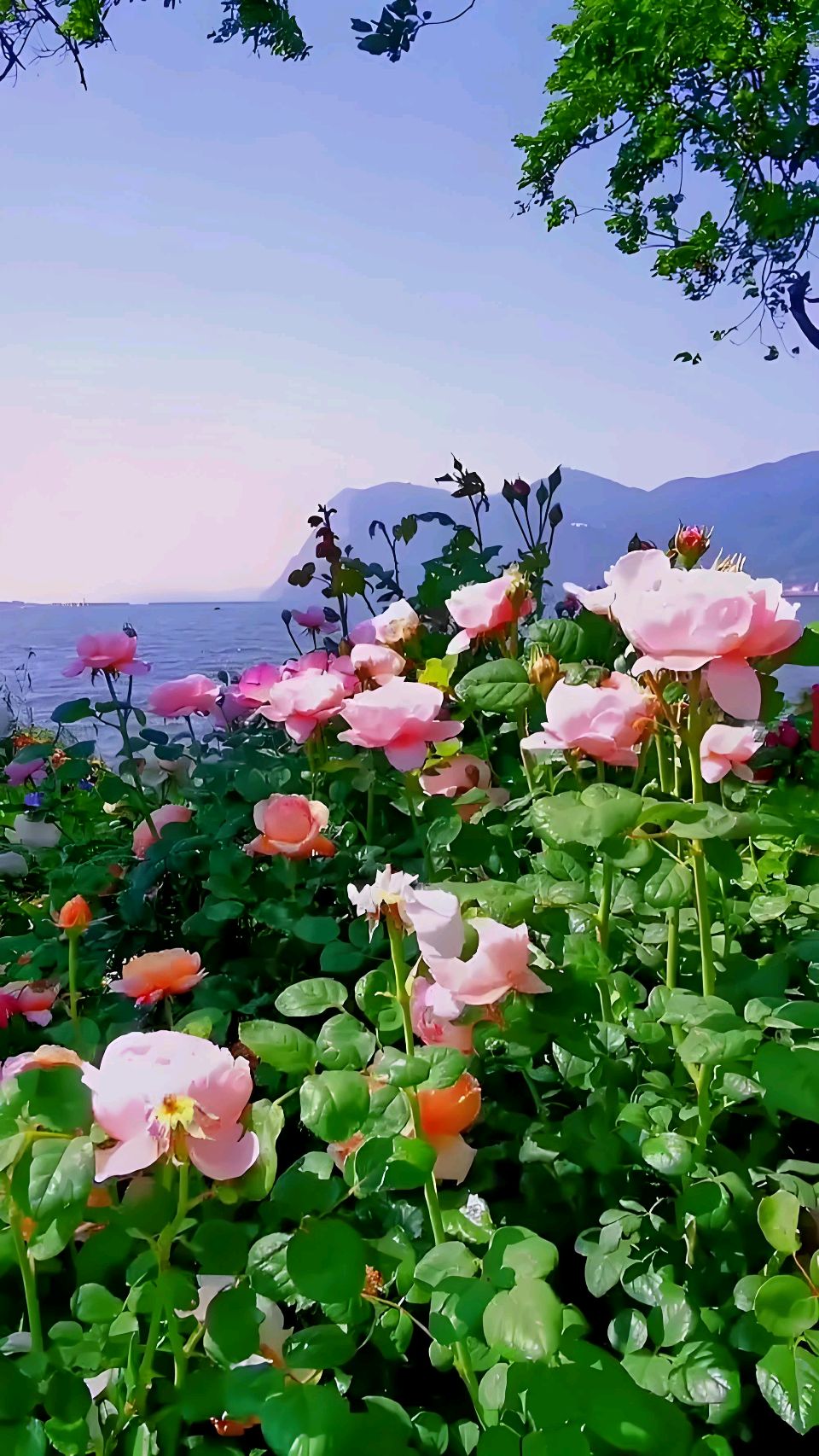 《玫瑰花的传说》(图11)
