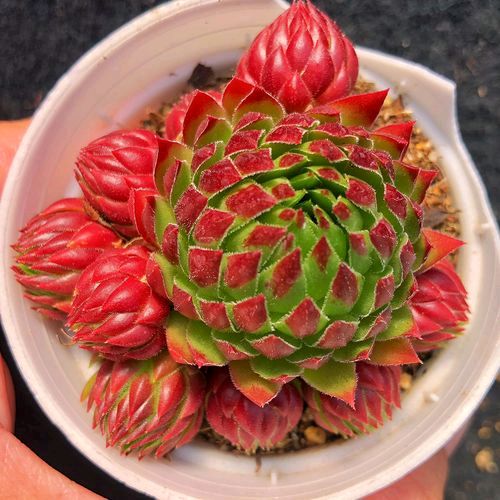 东方书剑的《燕归梁・多肉系列之橘子球》