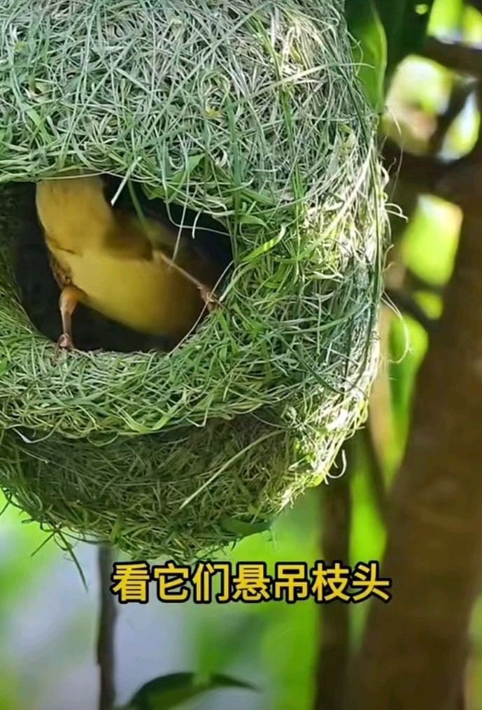 七律-观鸟织巢（二首）诗◑雅轩琴韵（图11）
