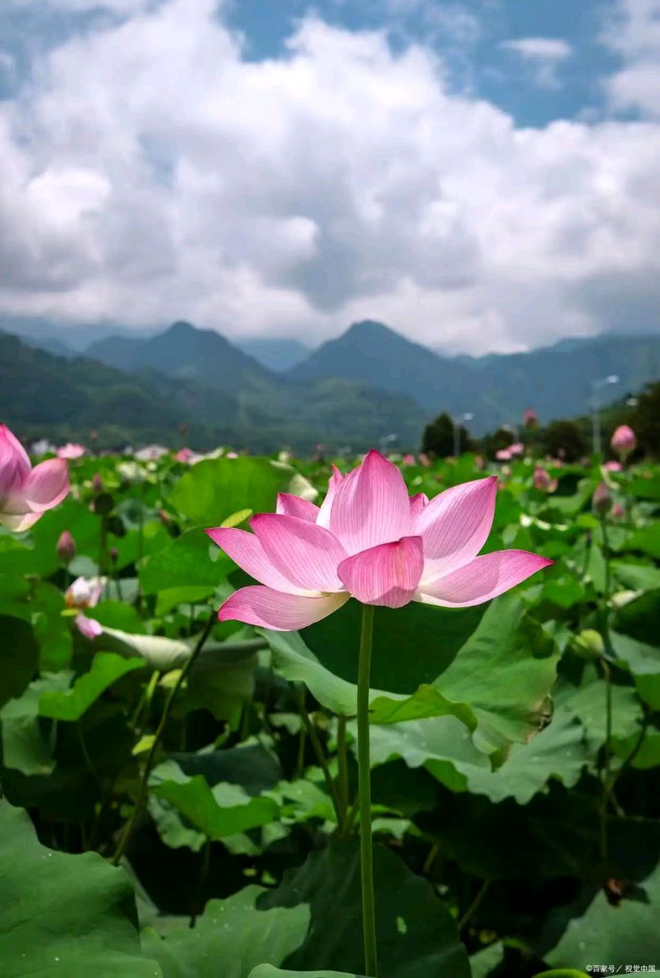 【荣耀中国】天净沙 . 夏至 —词林正韵/乔吉体作者/丁启连（山东）（图5）
