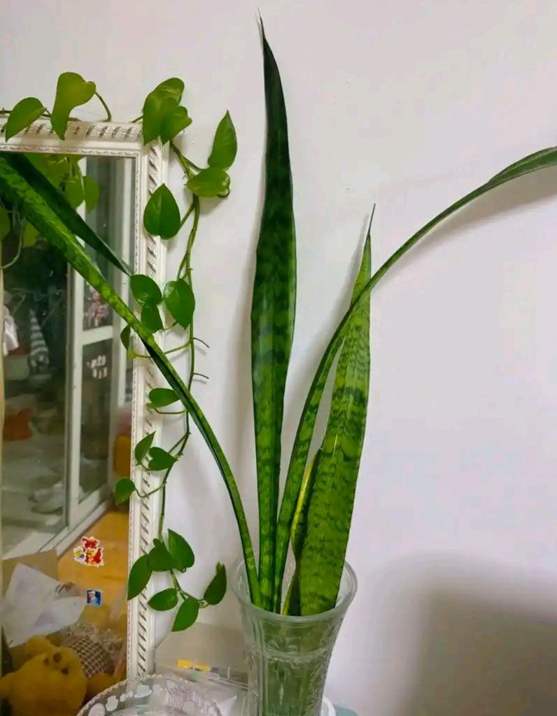 虎皮兰趣吟 作者:刘晁林（图2）