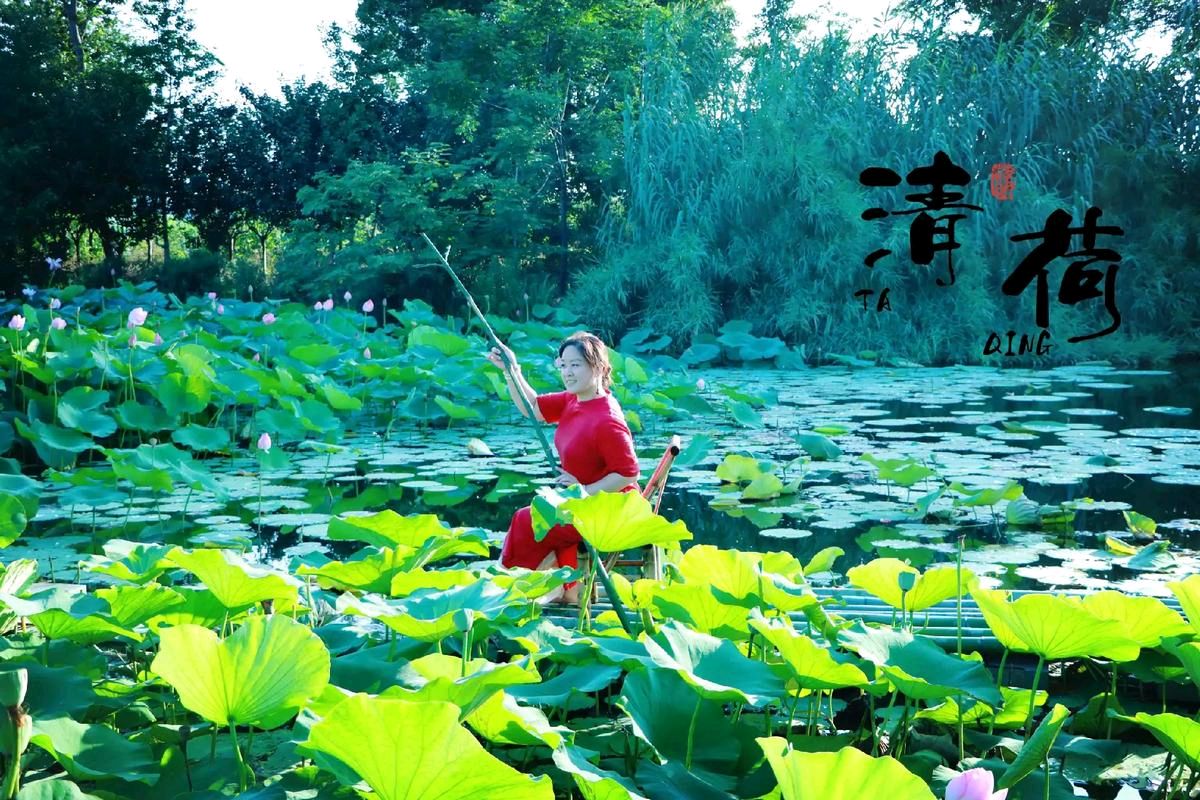 采桑子-夏荷（组合）词◑于兴庆（图17）
