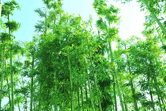 【荣耀中国】神州石都南山翁（張國盛）《人民生活无限美 》星期四七绝诗五首（图3）