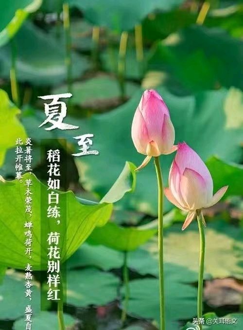【荣耀中国】浪淘沙·漫展绿洲刘斌（图2）