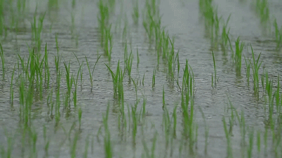 雨后唱和·首唱：王运义‖巴彦诗词楹联协会【983】（图3）