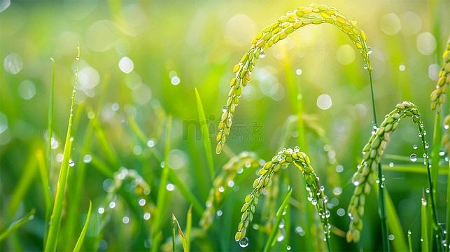 雨后唱和·首唱：王运义‖巴彦诗词楹联协会【983】（图5）