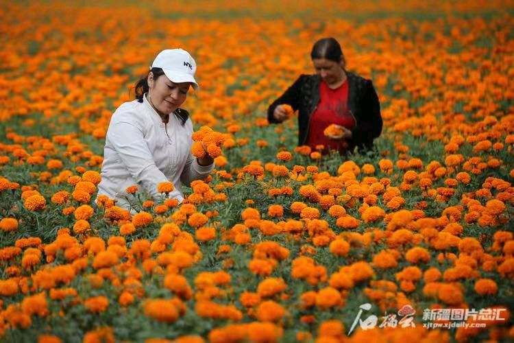 占春芳-天山南疆发现跨千公里“富硒带”农地*文/冯志清（上海）【冰心文化传媒】（图8）
