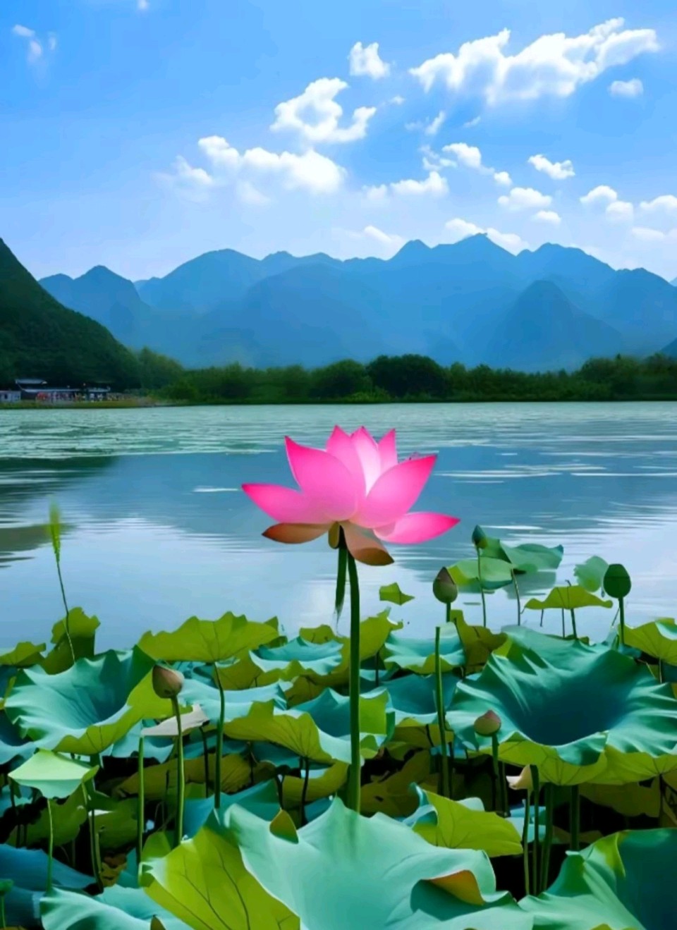 七律-荷香寄情～诗◑雅轩琴韵（图14）