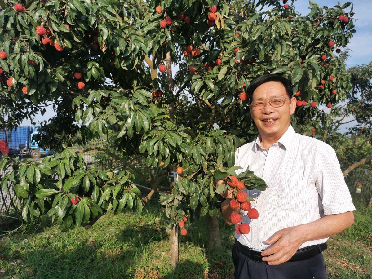 荔枝颂·仙进奉/黄桂标（图3）