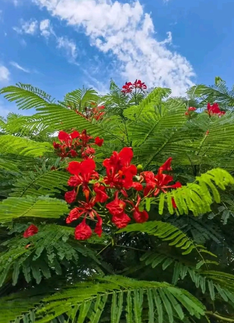 三元七绝~凤凰红花/詹成（图7）