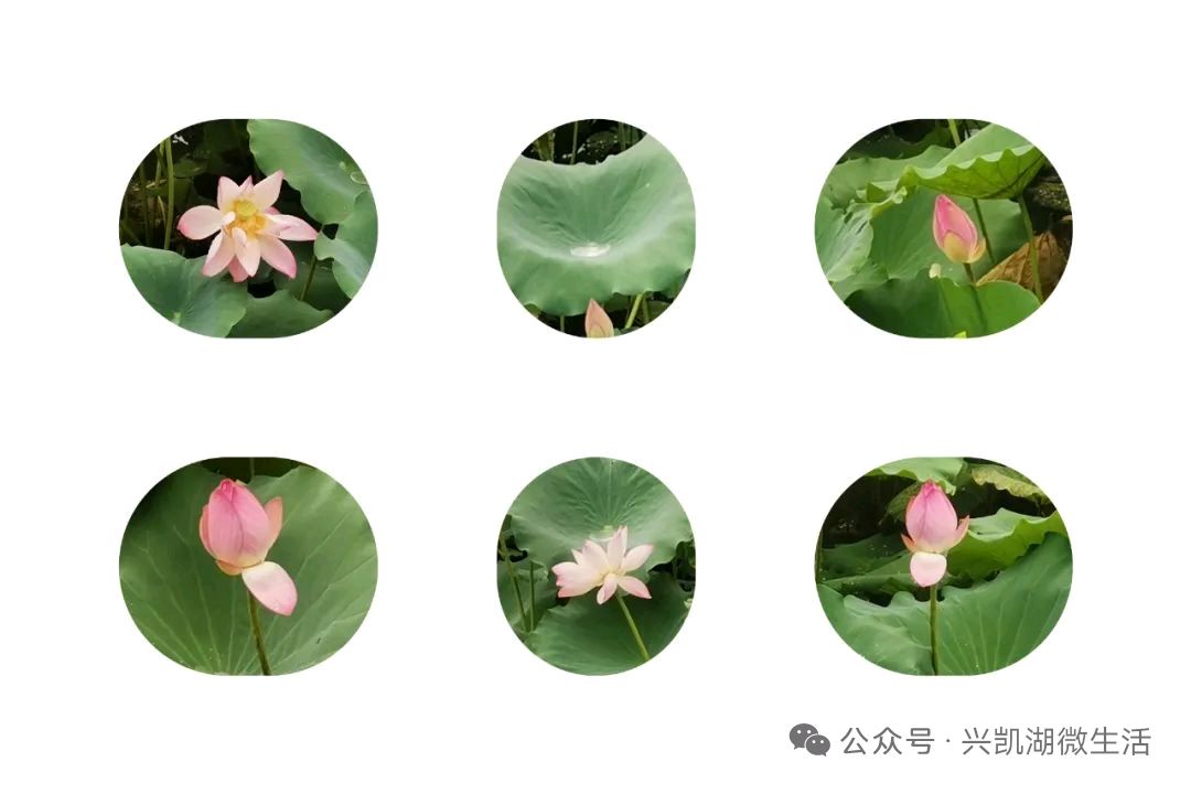 南粤荷花盛开时想到了梅花/作者：王夫（图3）