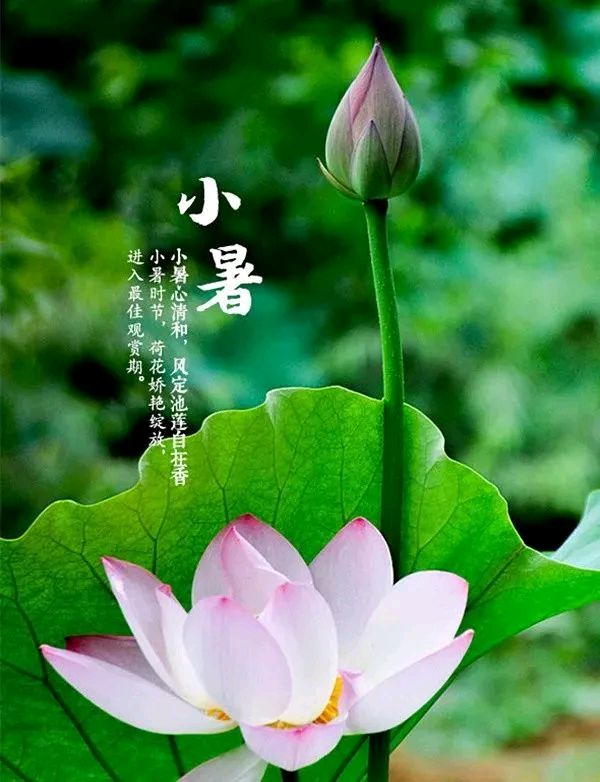 【快乐一家人】小暑专刊欣赏（图7）