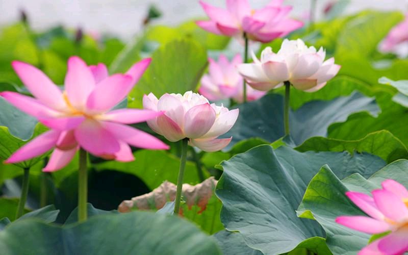 【神州源流诗苑】第1373期优秀近体诗周刊(图11)