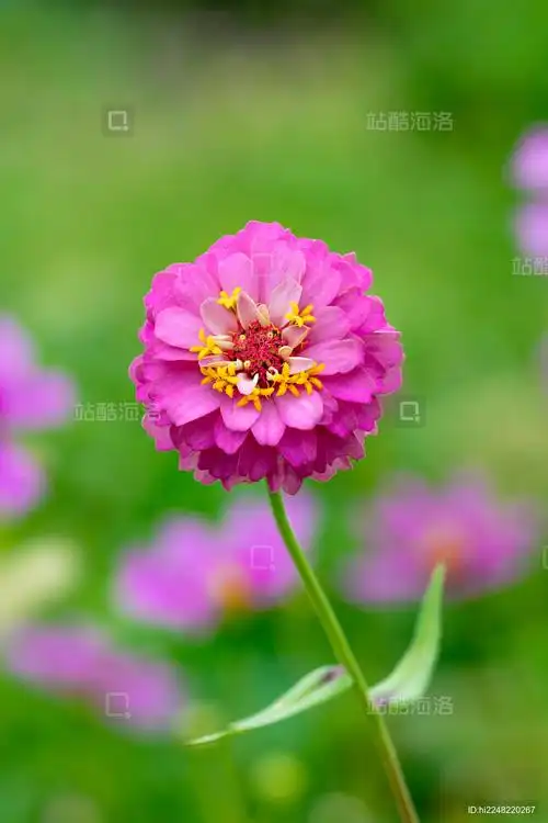 百日菊·唱和‖巴彦诗词楹联协会【907】（图3）