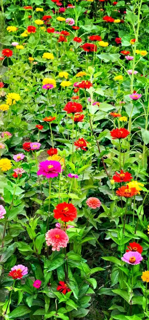 百日菊·唱和‖巴彦诗词楹联协会【907】（图7）