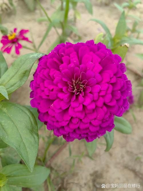 百日菊·唱和‖巴彦诗词楹联协会【907】（图6）