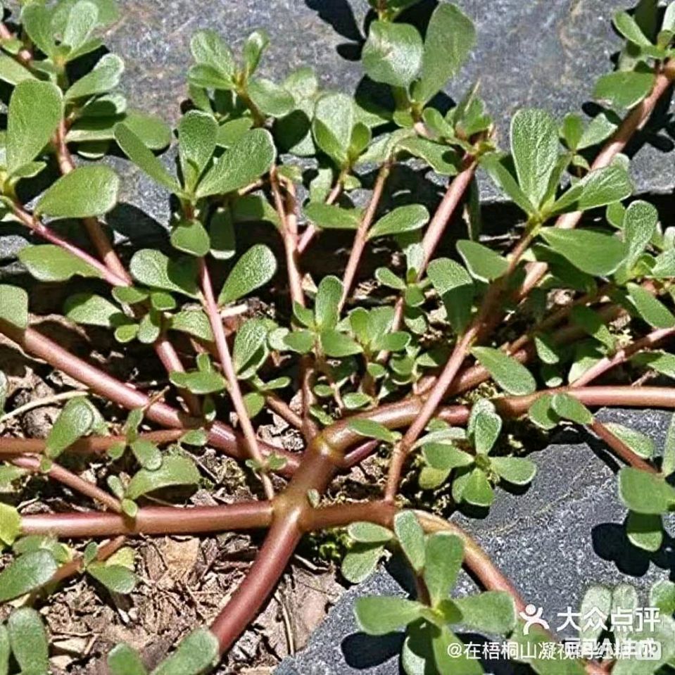 【都市头条向幸福出发编辑部】第13799期 华侬农（上官）作品151（图6）