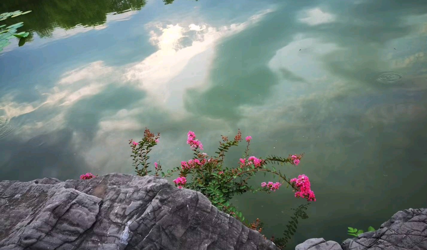 与一株苦菜花的对话》（外一首）