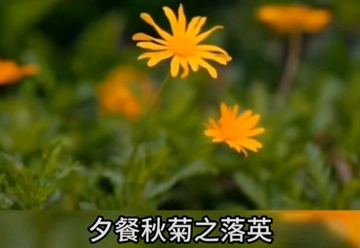 十二花神赋连载⑨⑩诗◑雅轩琴韵（图22）