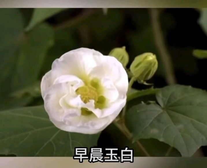 十二花神赋连载⑨⑩诗◑雅轩琴韵（图26）