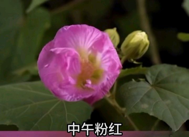 十二花神赋连载⑨⑩诗◑雅轩琴韵（图27）